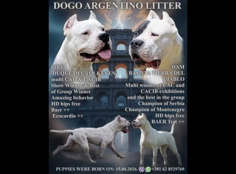 dogo1.jpg