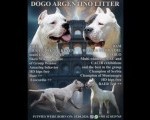 Leglo dogo argentino štenaca   