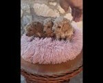 Na prodaju prelepi štenci toy pudle 