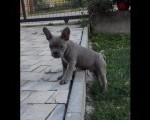 Francuski buldog stenci plave boje