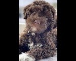 Lagotto Romagnolo – rezervacija stenaca 