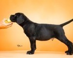 CANE CORSO prelepi štenci