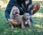 American bully 