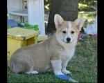 Velski korgi/Welsh Corgi Pembroke