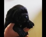 CANE CORSO prelepi štenci