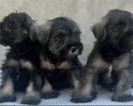 Patuljasti Šnaucer Miniature Schnauzer   