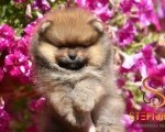 Pomeranac BOO medvedići