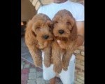 Cockapoo štenci 