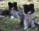 Border Collie - Border koli štenad 