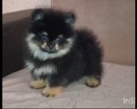 Pomeranac muzjak