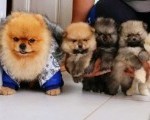 Najlepsi Pomeranci Boo samo u Pom_Hash_Starsu 