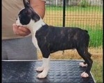 Boston terrier musko stene