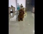 Goldendoodle prelepi štenci