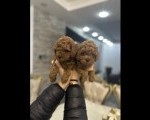 Stenci toy i mini pudle vrhunske genetike