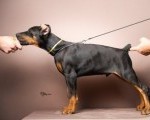Doberman štenci