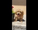 Maltipoo-Bipooo 
