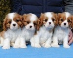 Dostupni štenci Cavalier King Charles spanijela  