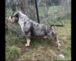American bully pocket mužjak i ženka na prodaju