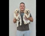 Labrador retriver štenci, prelepi 