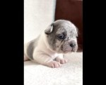 Francuski Buldog prelepi štenci