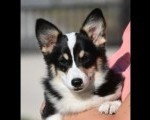 Velski korgi/Welsh Corgi Pembroke
