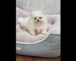 Teddy bear pomeranci, dve sestre 