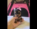 Mini Jorkširski terijeri jorki, štenci