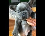 Francuski buldog sivi