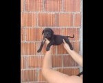 Cane Corso štenci šampionskog porekla!    