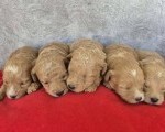 Maltipoo štenci