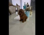 Goldendoodle prelepi štenci