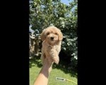 Maltipoo kucici