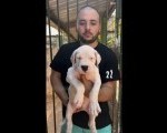 Dogo Argentino štenci