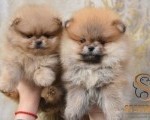 Pomeranac BOO medvedići, Pomeranski Špic štenci