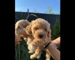 Pudle i maltipoo štenci