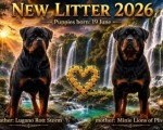 Rotvajler (Rottweiler) štenci