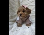  Maltipoo bebe  