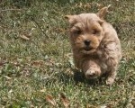 Maltipoo stenci spremni su za preuzimanje 