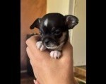 Čivava štene prelepa Civava Chihuahua apple head 