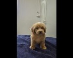 Prelepi Maltipoo štenci