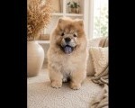 Predivan Chow Chow mužjak, star 3 meseca   
