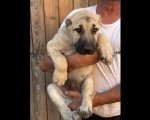 Kangal stenci