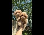 Maltipoo kucici