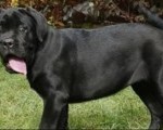 CANE CORSO prelepi štenci