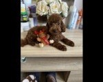 Francuske Toy i patuljaste pudle, prelepe bebe