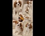 Vrhunski Cavalier King Charls Spaniel oba pola