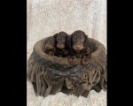 Dugodlaki patuljasti jazavičari u čokoladnoj boji 