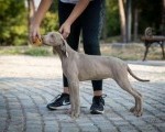 Dostupni mužjak i ženka Vajmarskog ptičara   