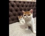 Egzotični kratkodlaki mačići (Exotic Shorthair)