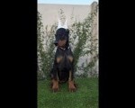 Doberman ženka